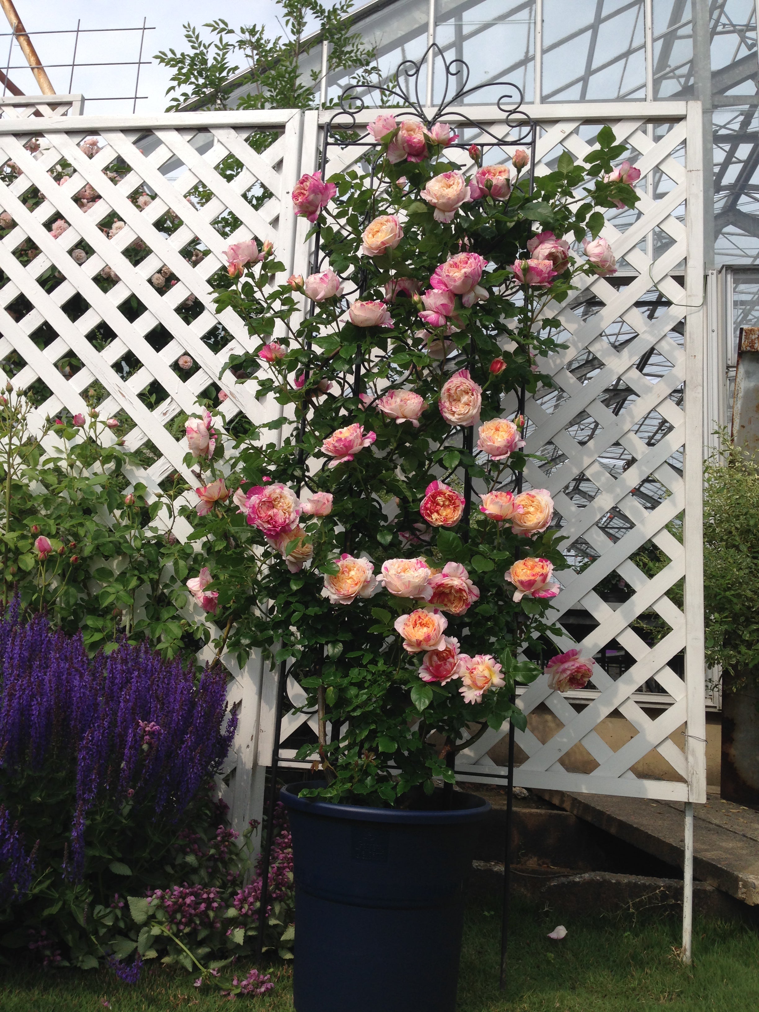 Fútórózsa - Julie Andrieu®