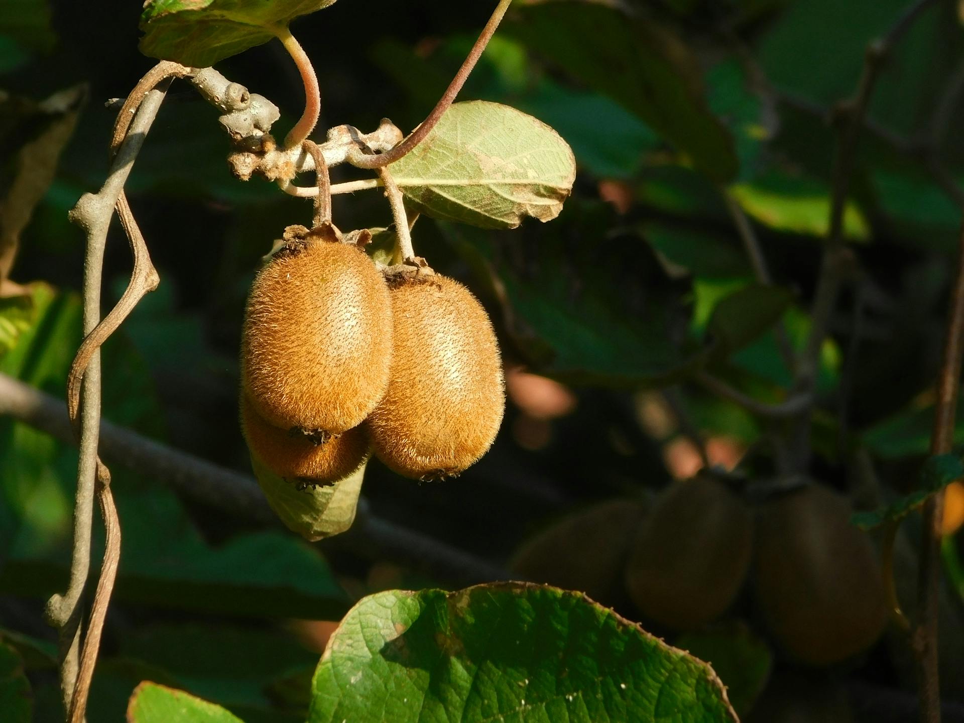 Two kiwis hanging on a branch with green leaves in the background.Kiwi - Jenny