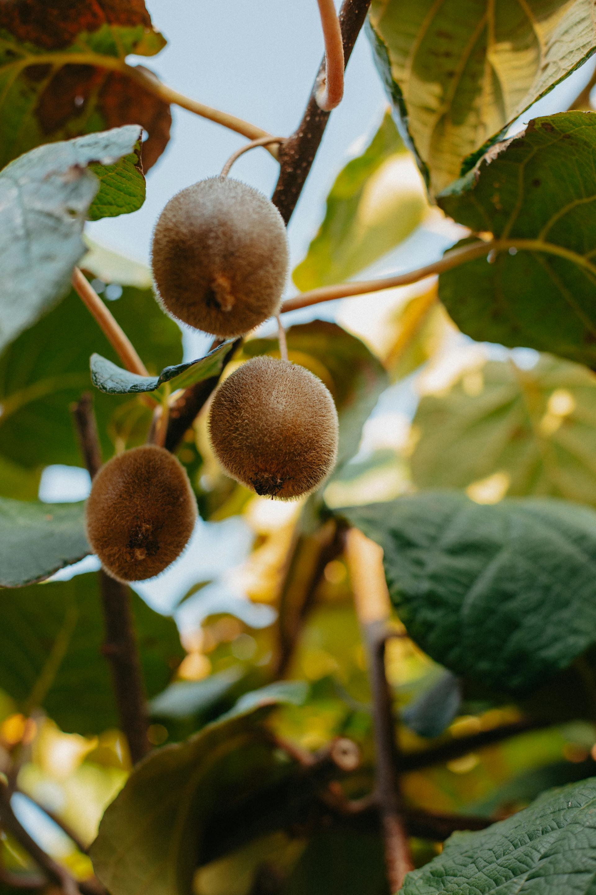 Three kiwis on a branch with green leaves,Kiwi - Jenny