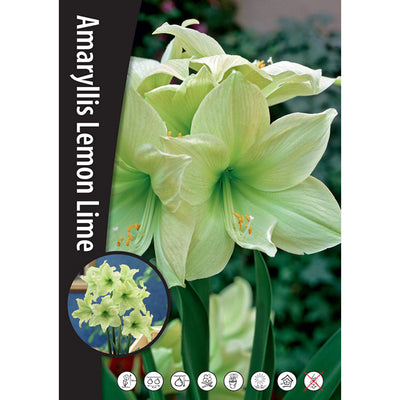 Amaryllis - Lemon Lime - 30/32