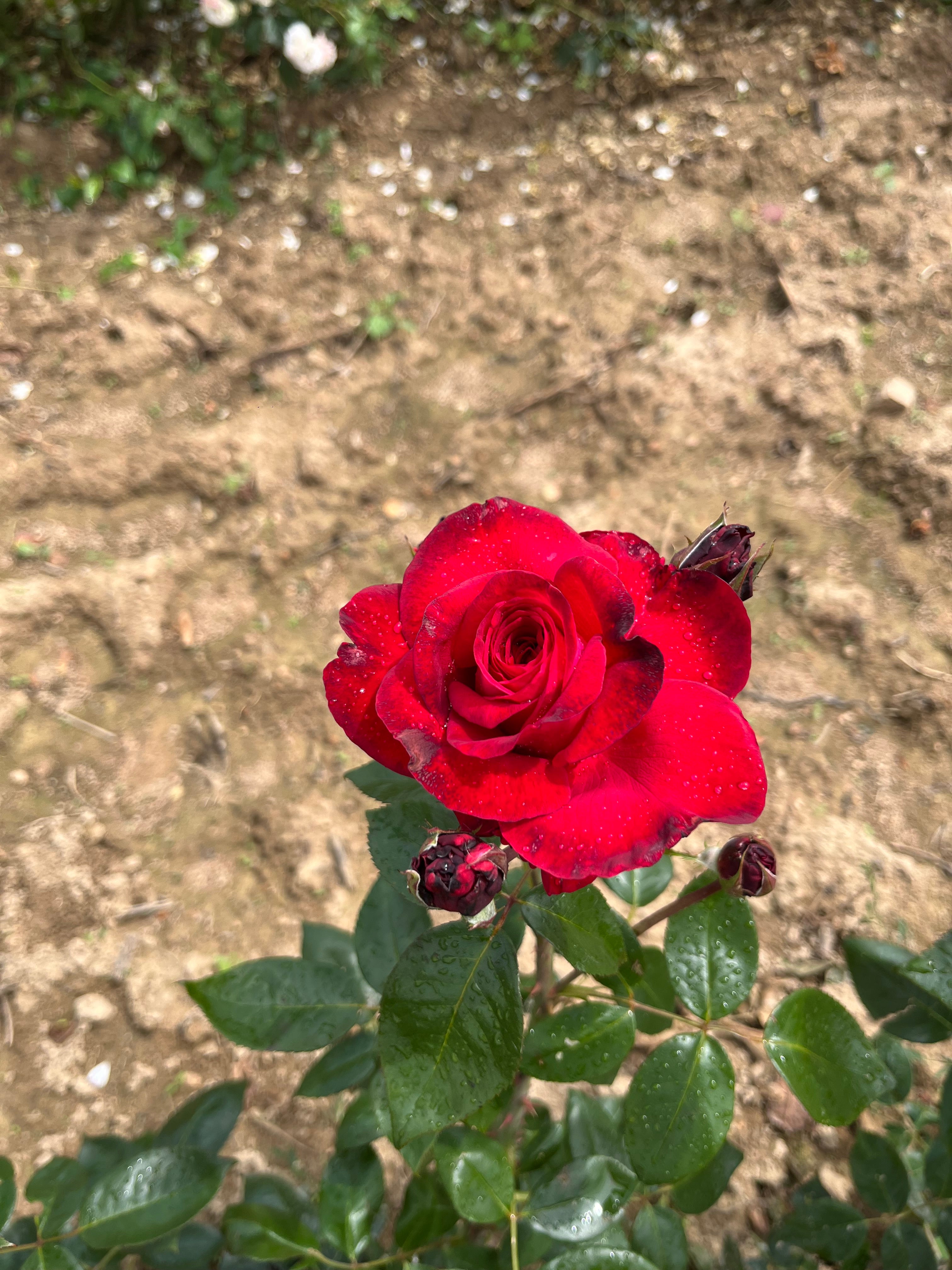Teahibrid Rózsa - La Rose Monsieur®