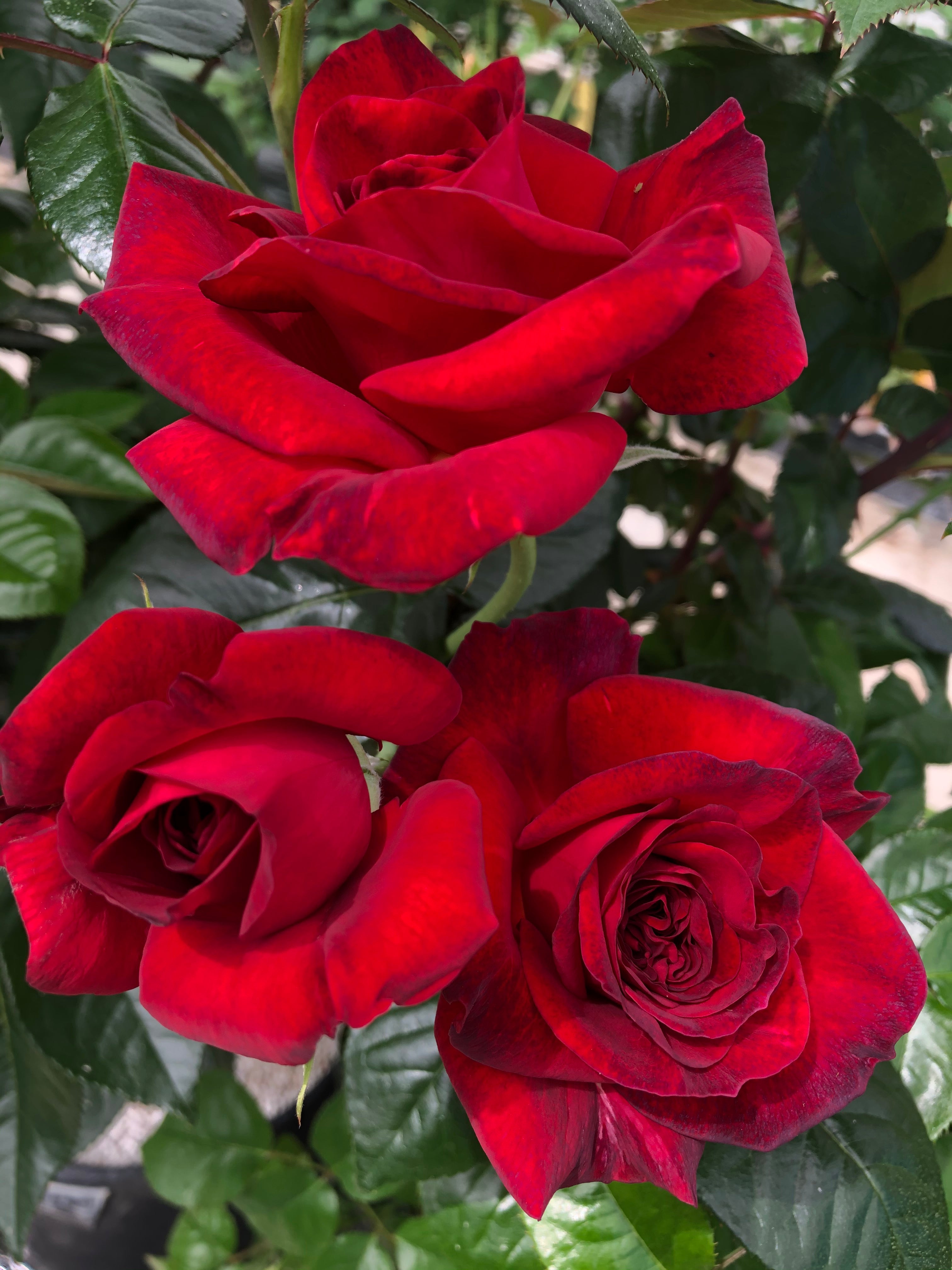 Teahibrid Rózsa - La Rose Monsieur®