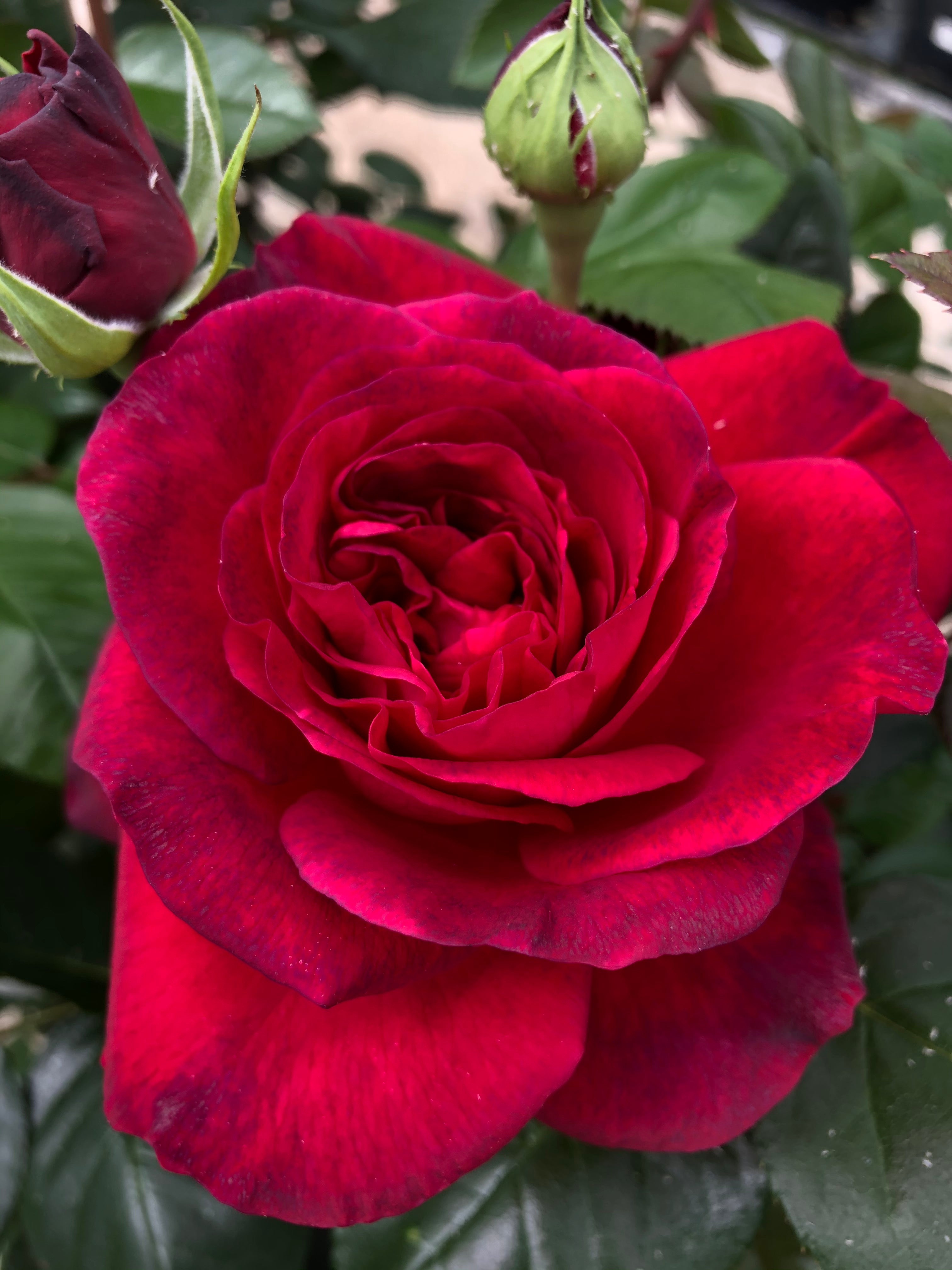 Teahibrid Rózsa - La Rose Monsieur®