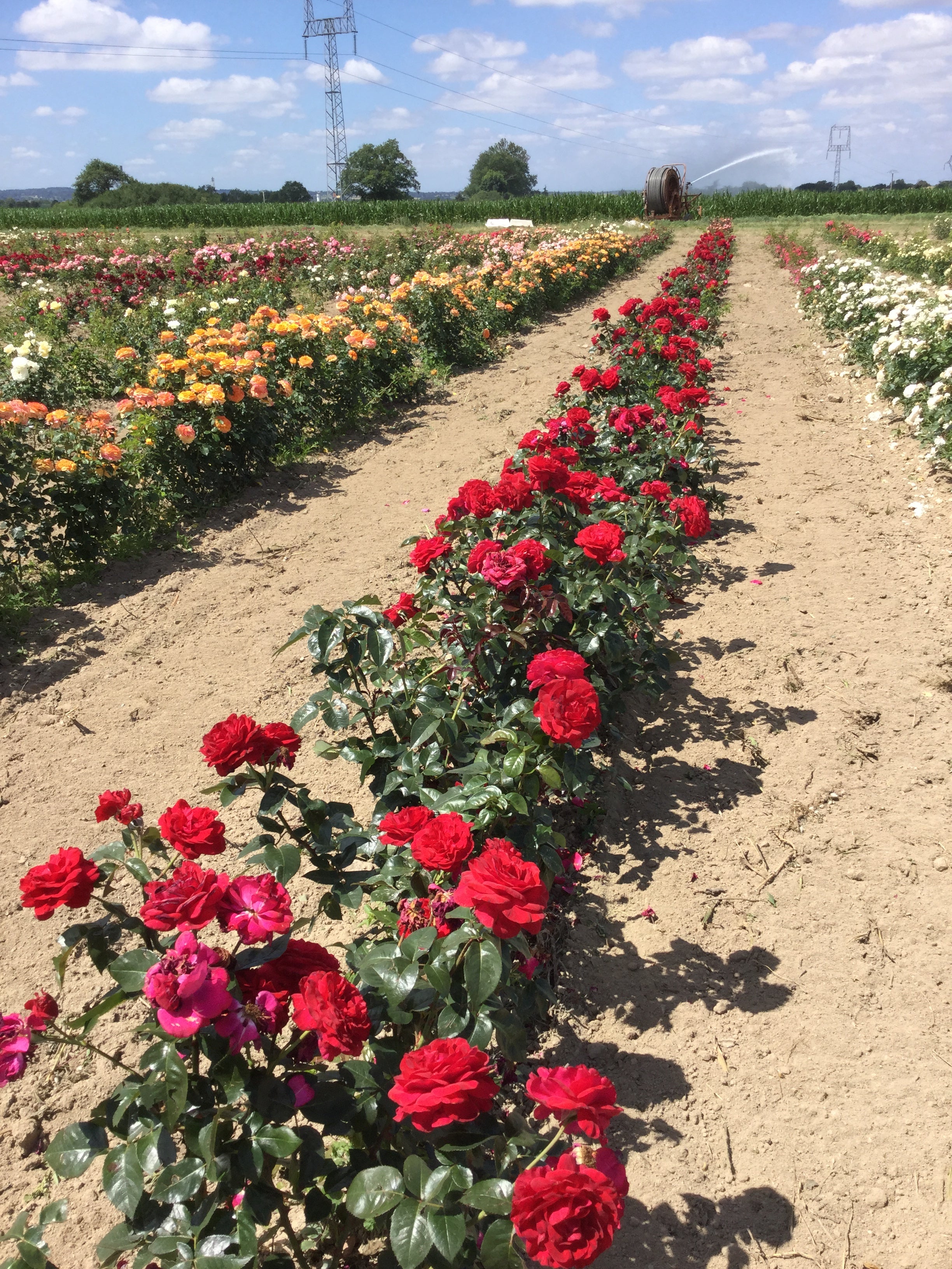Teahibrid Rózsa - La Rose Monsieur®