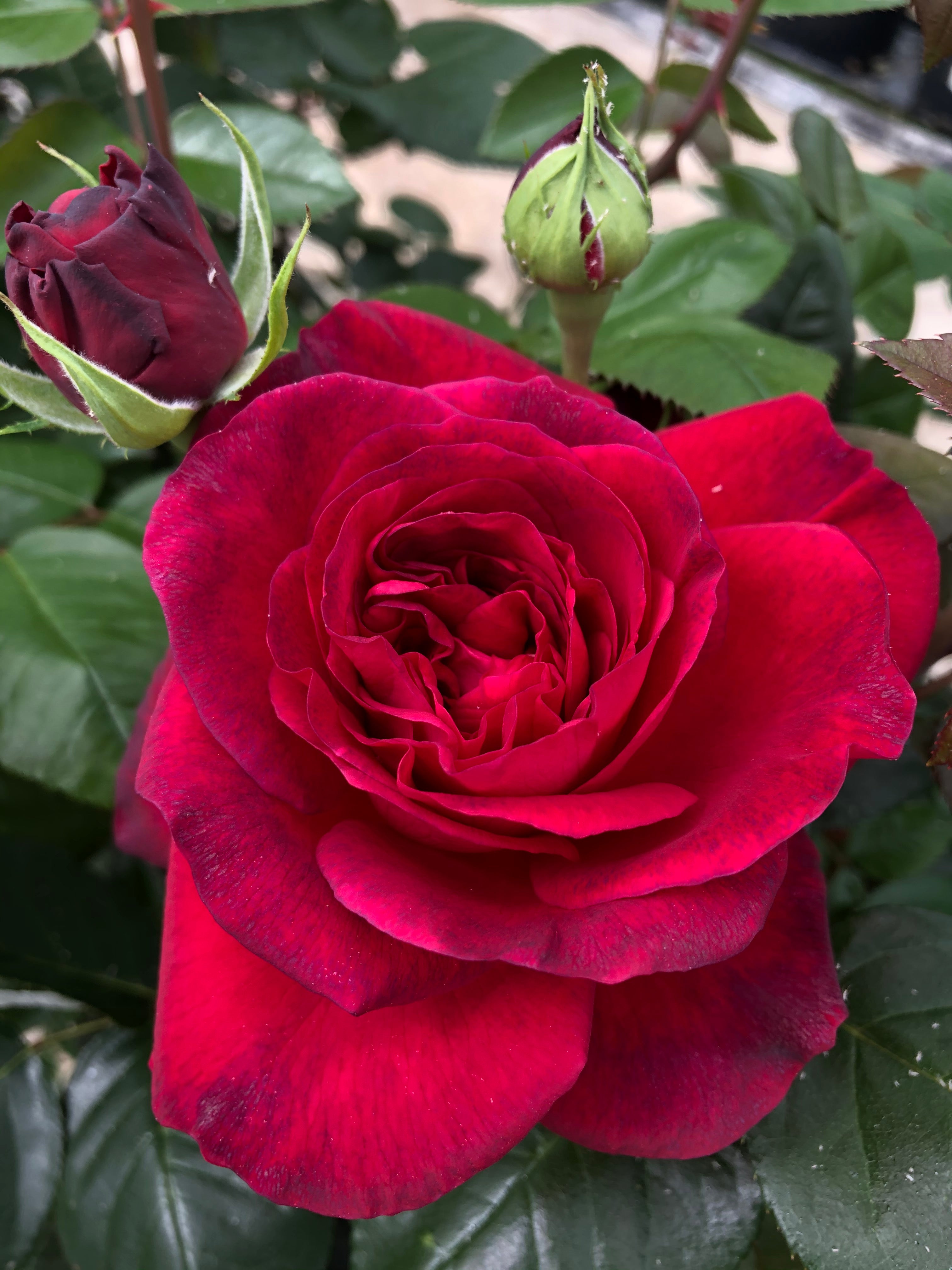 Teahibrid Rózsa - La Rose Monsieur®