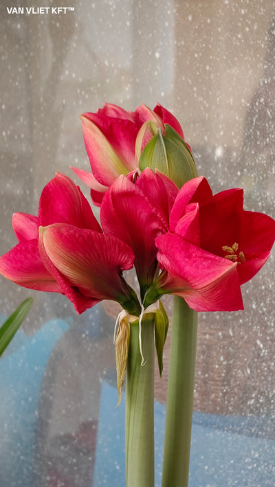 Amaryllis - Lagoon - 30/32