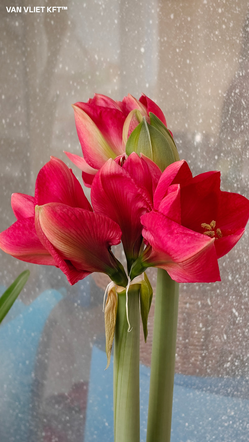 Amaryllis - Lagoon - 30/32