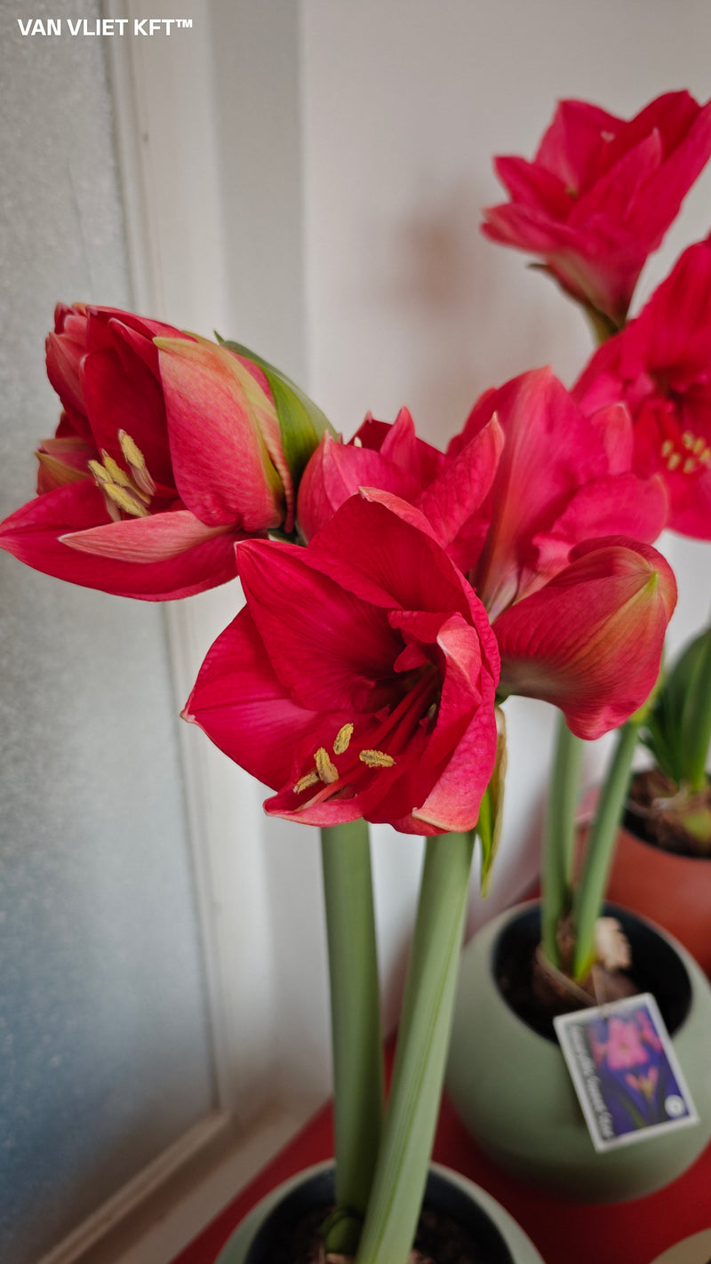 Amaryllis - Lagoon - 30/32