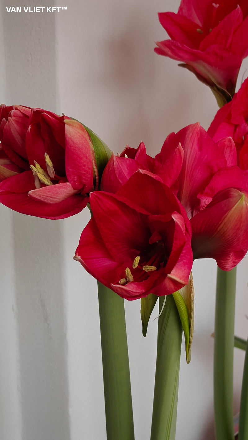 Amaryllis - Lagoon - 30/32