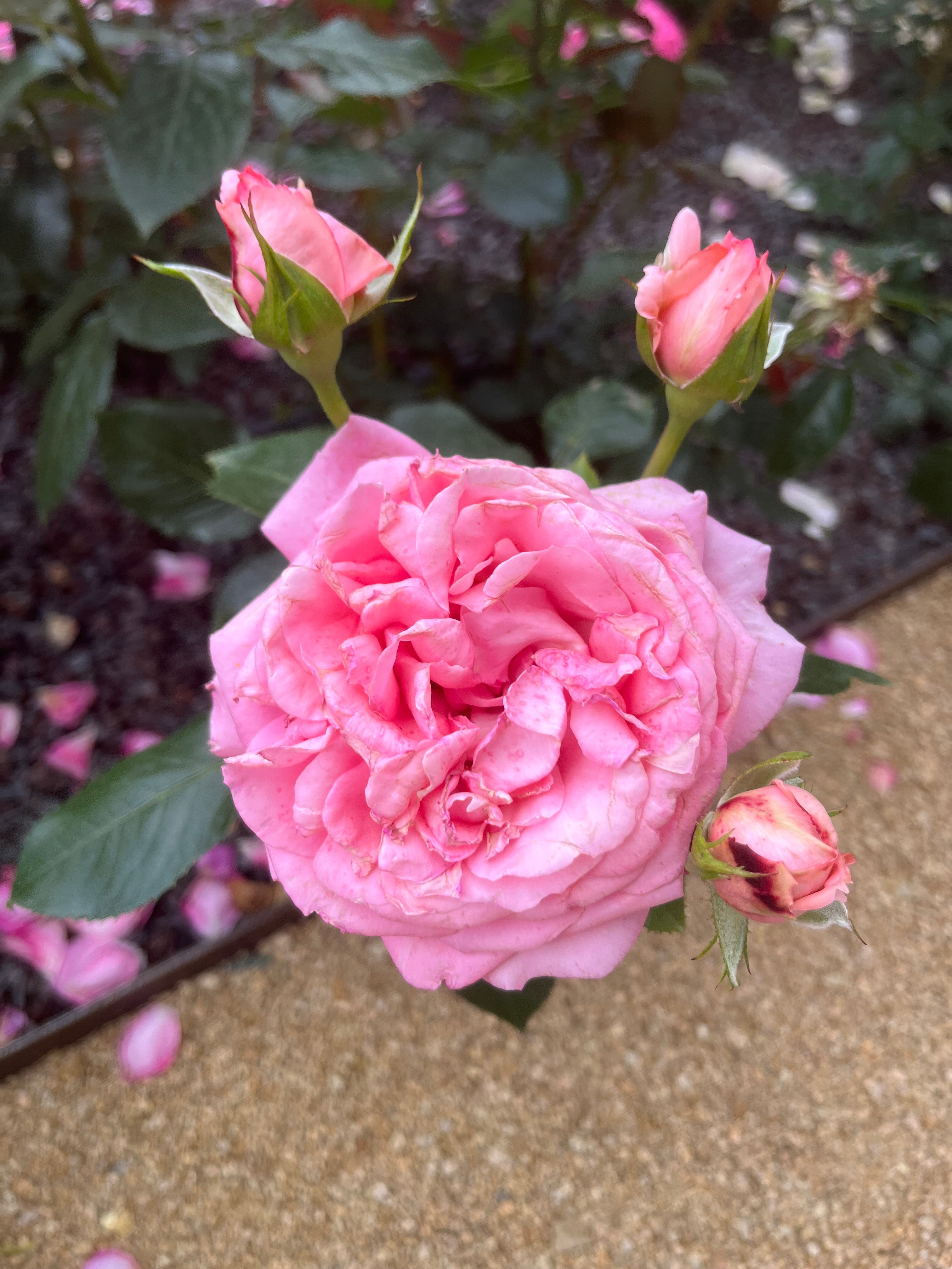 Floribunda Rózsa de Molinard®