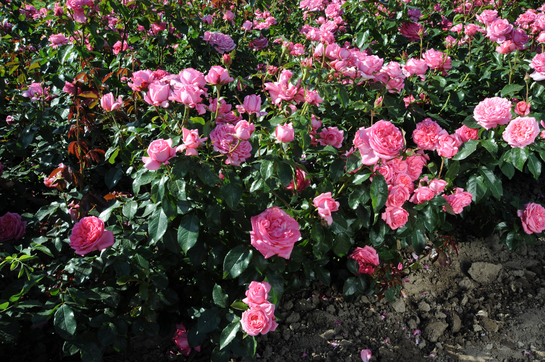 Floribunda Rózsa de Molinard®