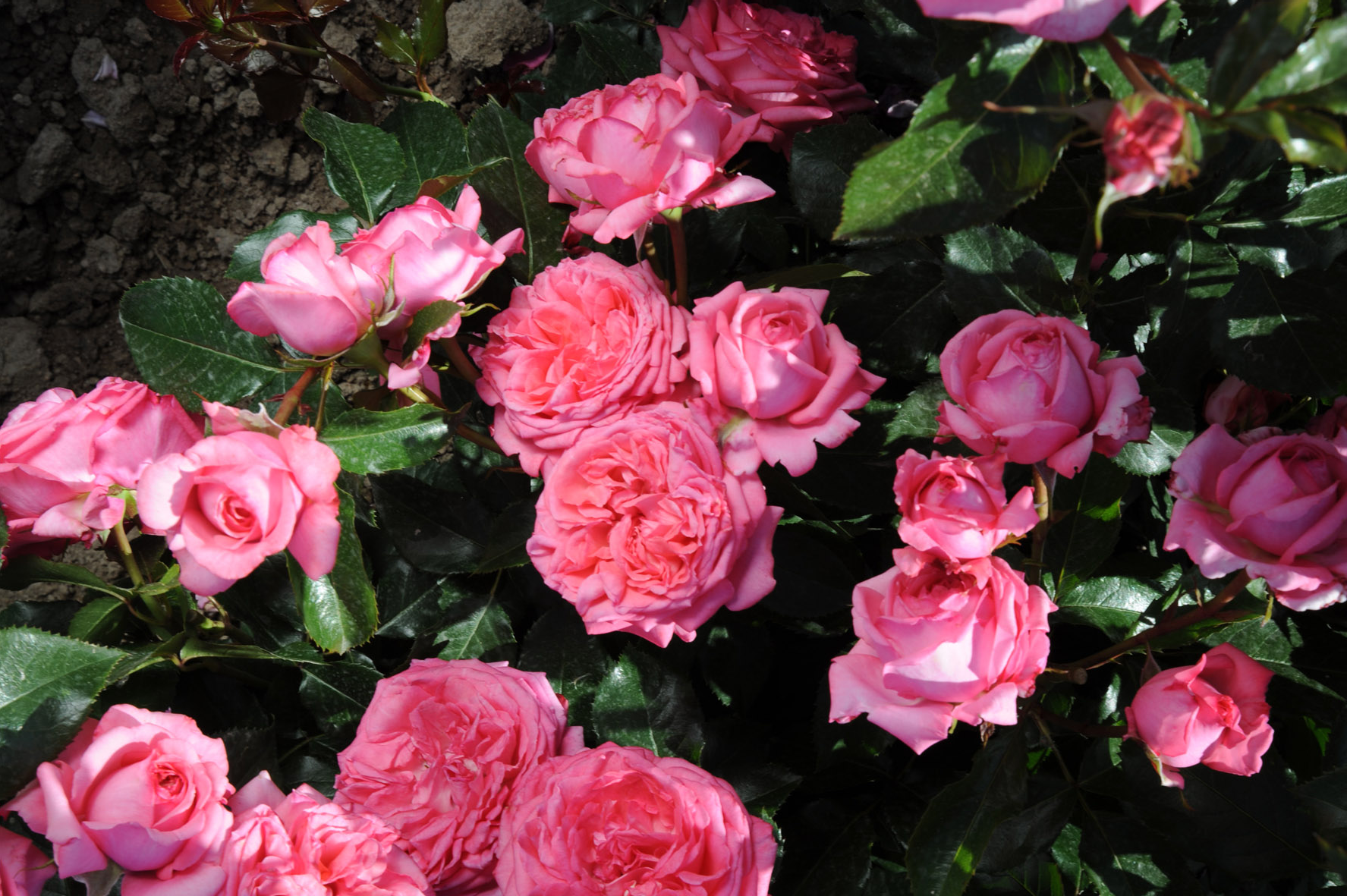 Floribunda Rózsa de Molinard®