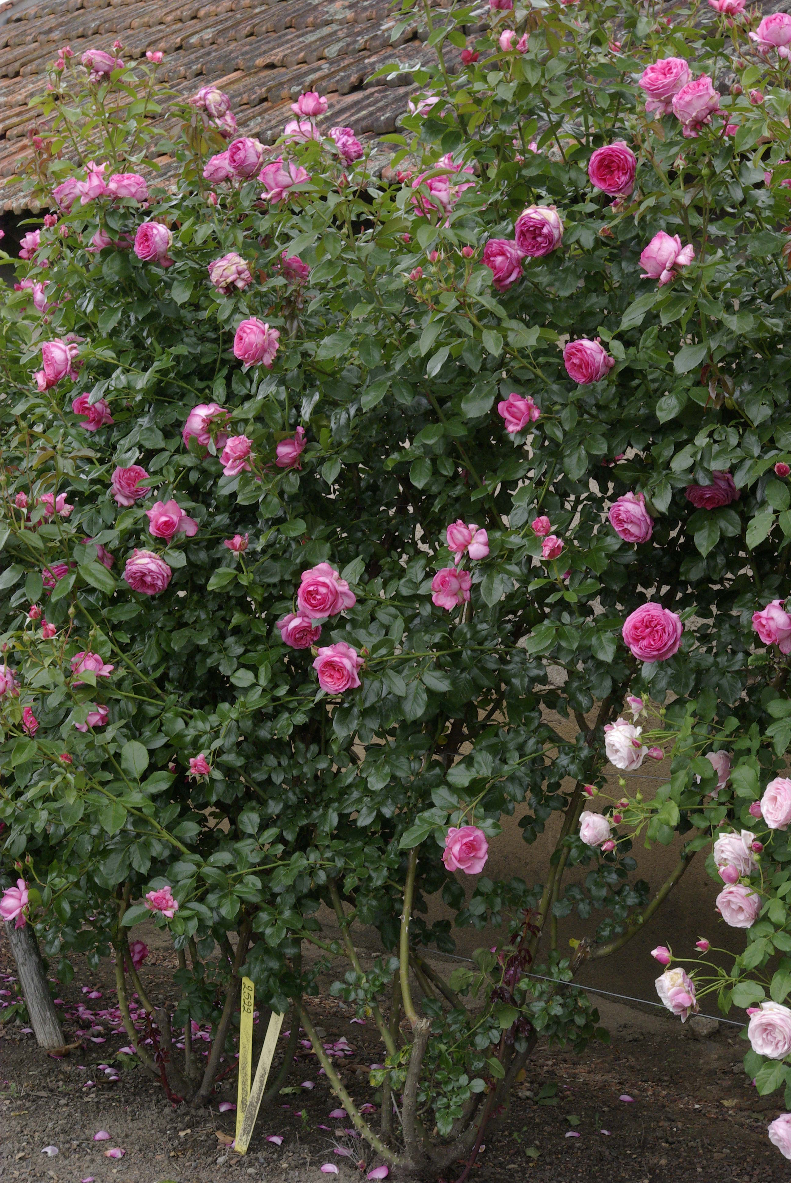 Floribunda Rózsa de Molinard®