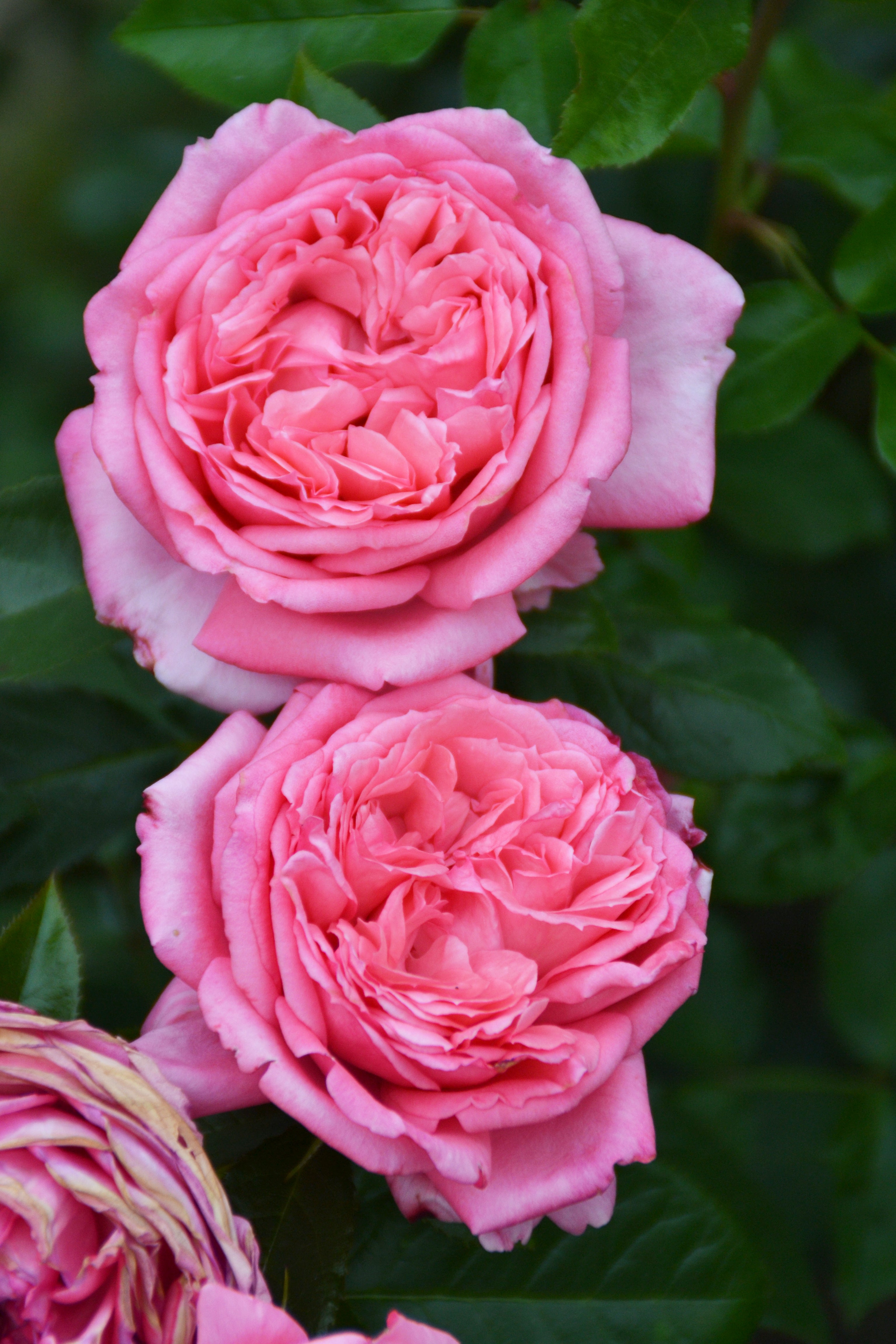 Floribunda Rózsa de Molinard®