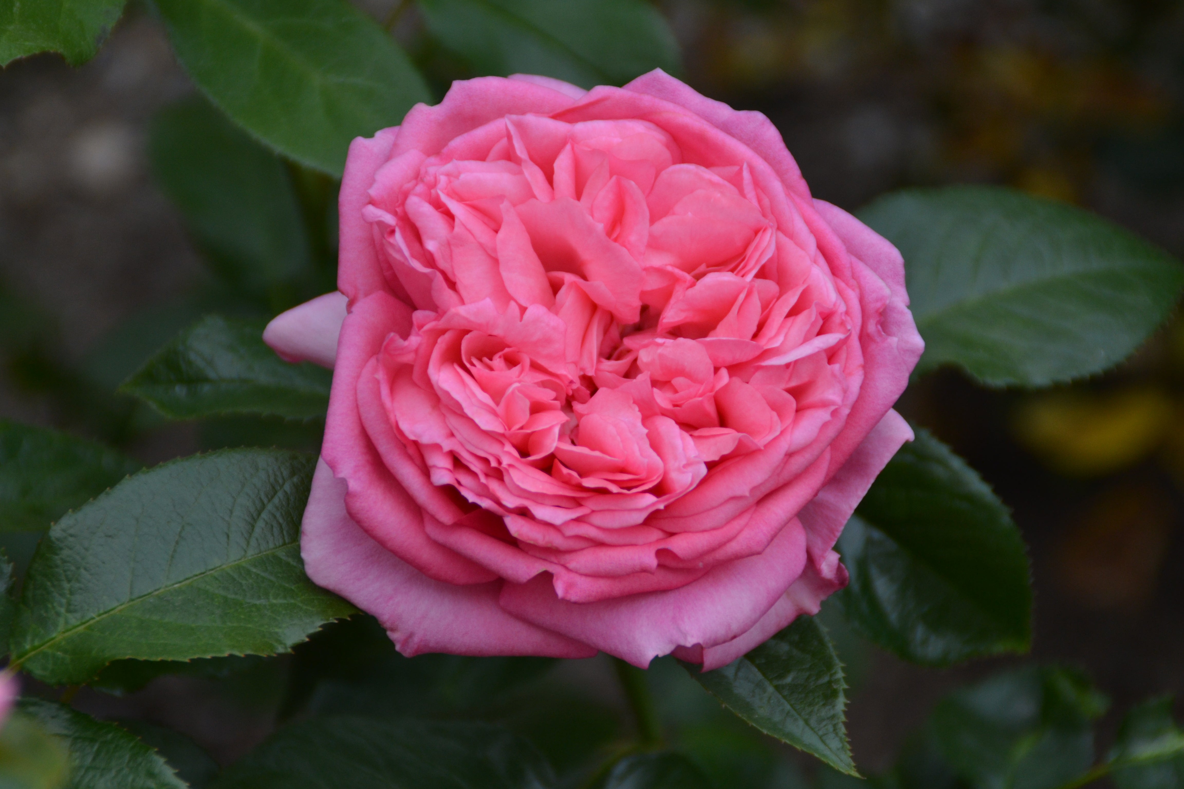 Floribunda Rózsa de Molinard®