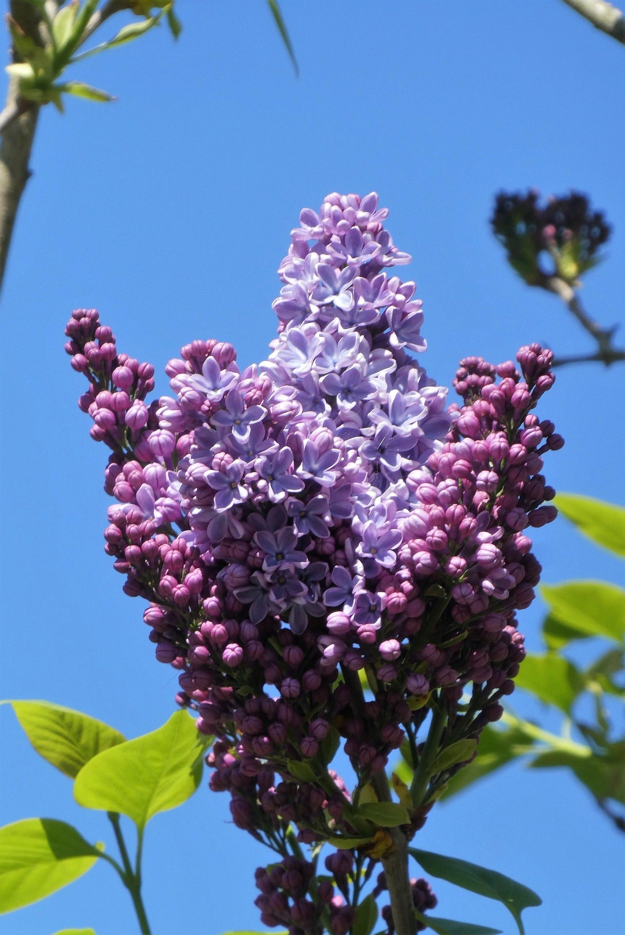 Lilac - Michel Buchner-2