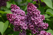 Lilac - Sensation-1