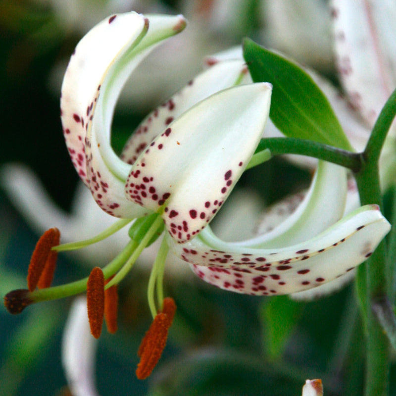 Liliom - Martagon Alba - 16/18