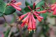 Loncbokor – Dropmore Scarlet – 2L