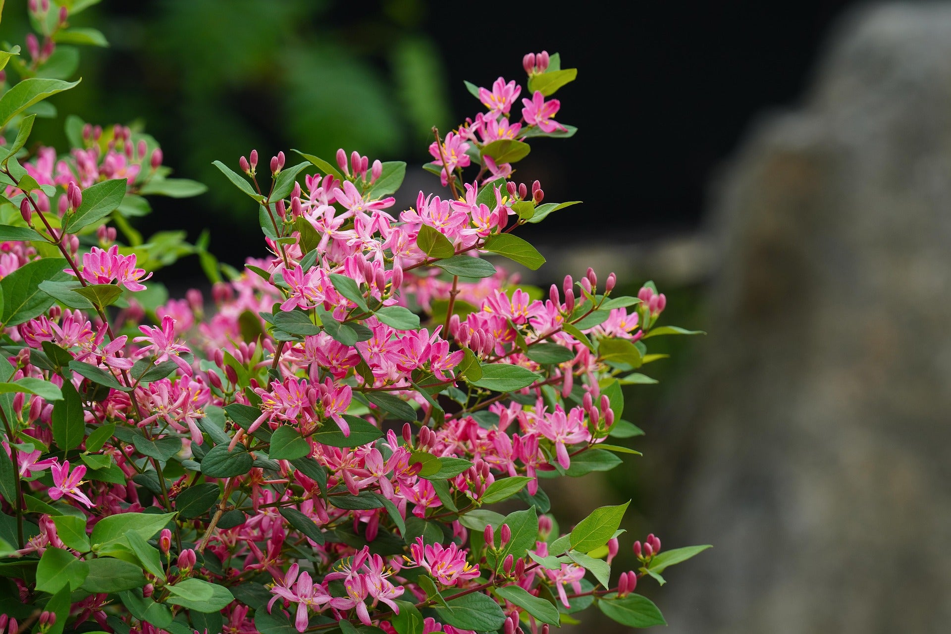 Loncbokor – Belgica – 2L