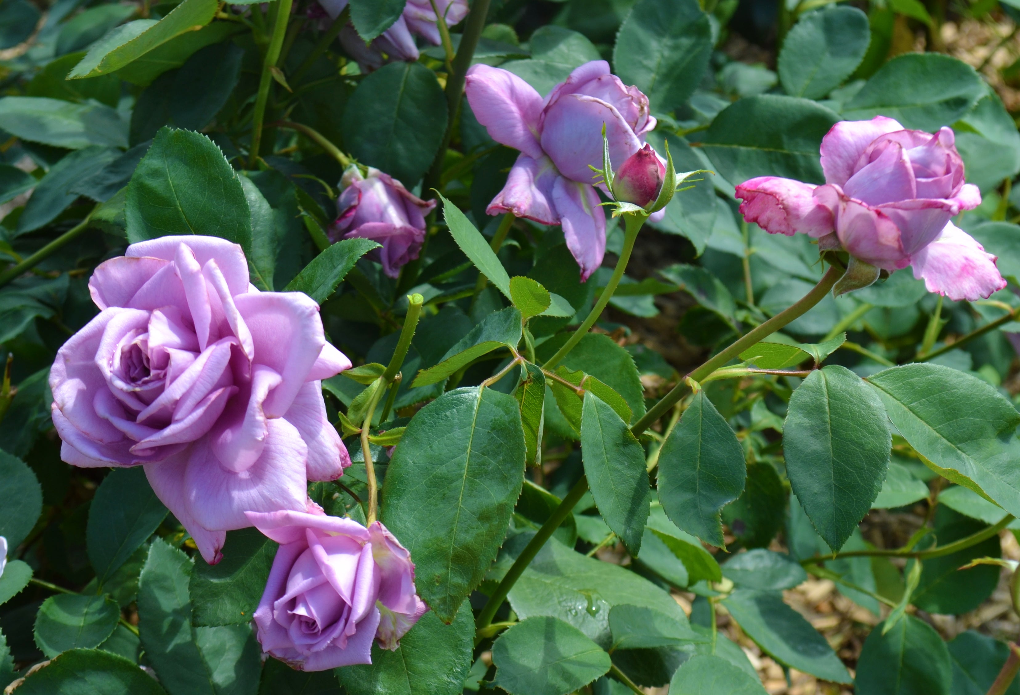 Teahibrid Rózsa - Mamy Blue®