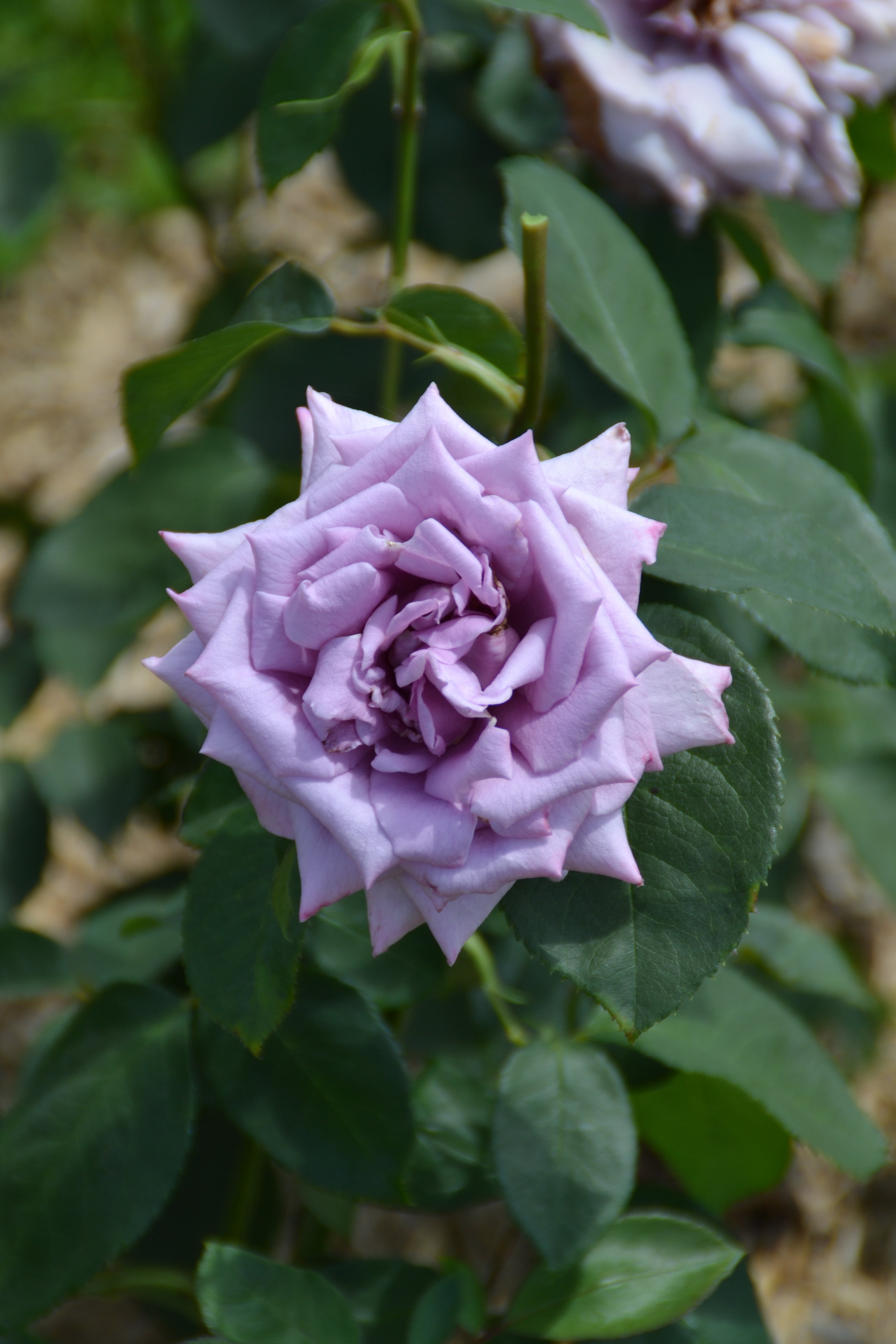 Teahibrid Rózsa - Mamy Blue®