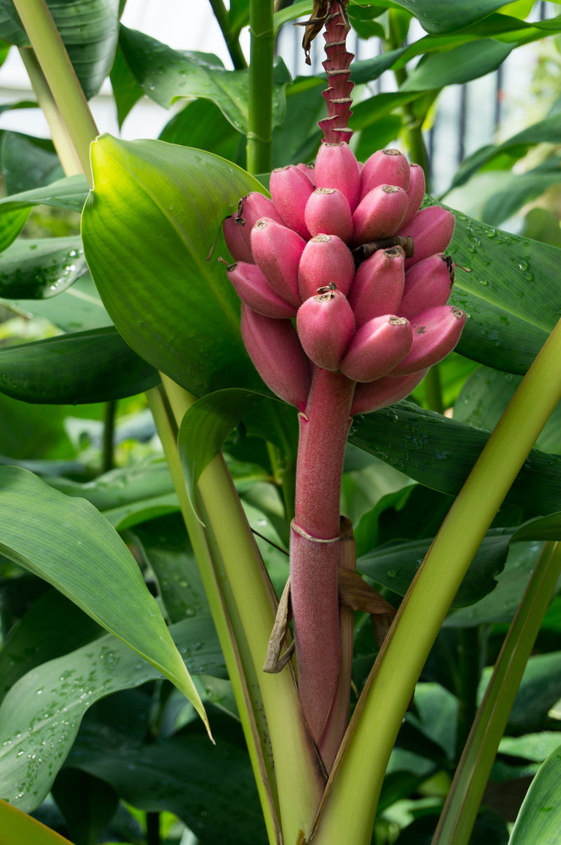 Small Garden - Pink Banana - 10-15 Seeds