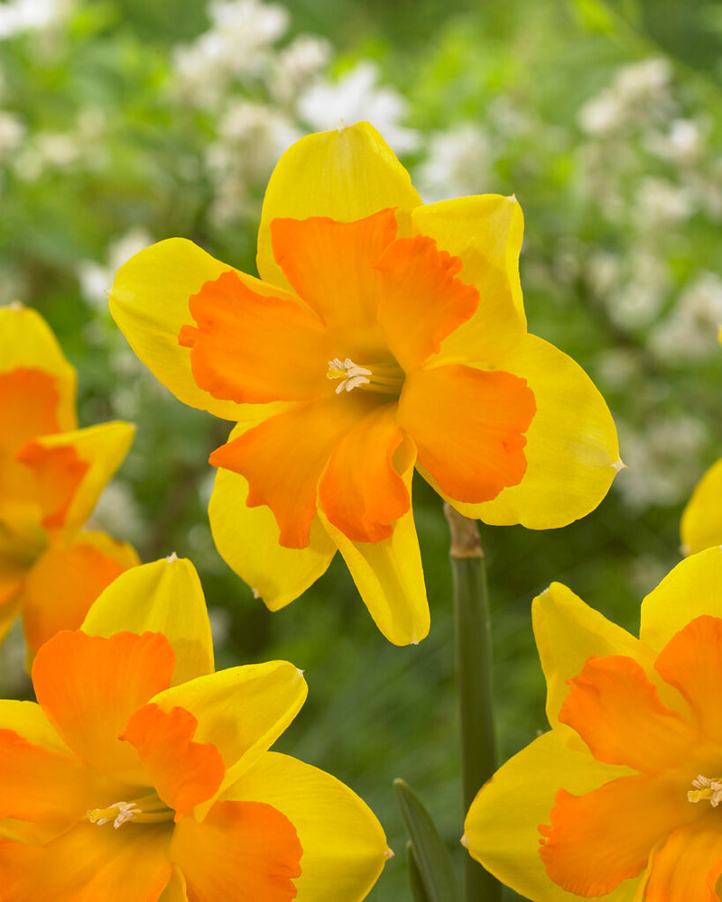 Daffodil - Congress - 12/14