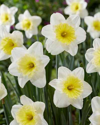 Daffodil - Ice Follies - 14/16