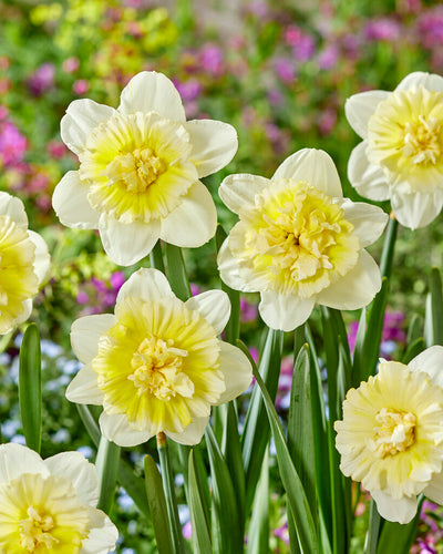 Daffodil - Ice King - 14/16