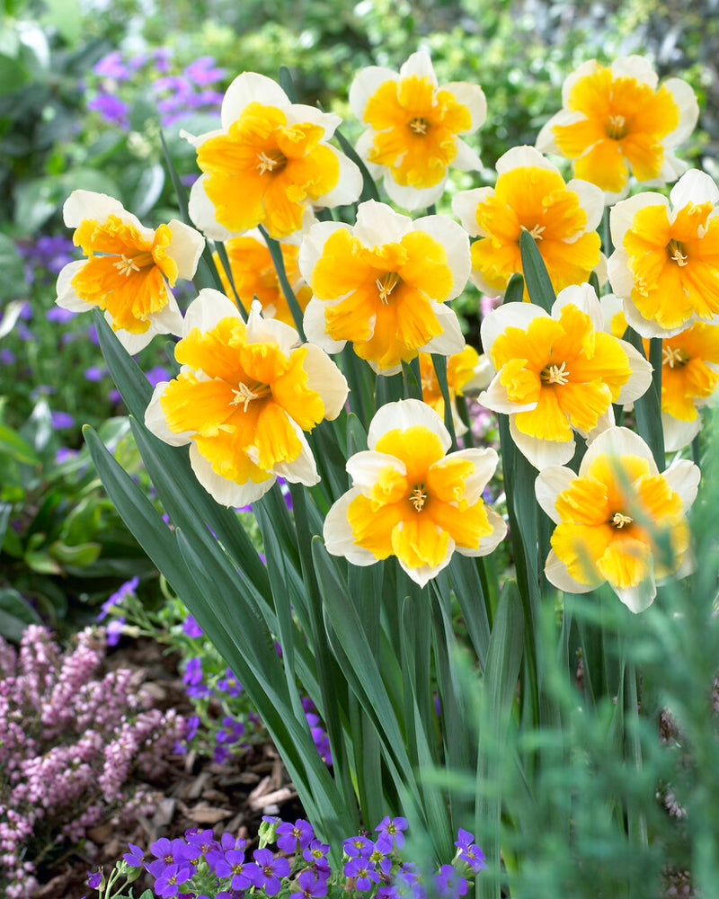 Daffodil - Orangery - 14/16