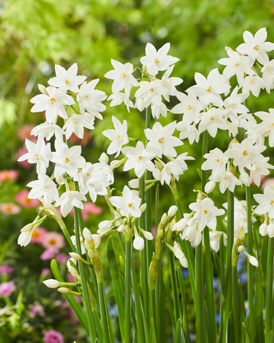 Daffodil - Paperwhite - 16/18