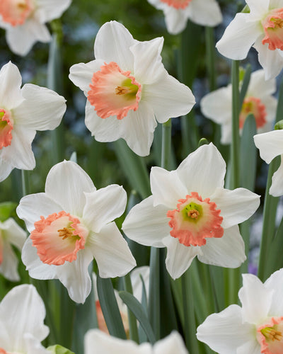 Nárcisz – Pink Charm – 14/16