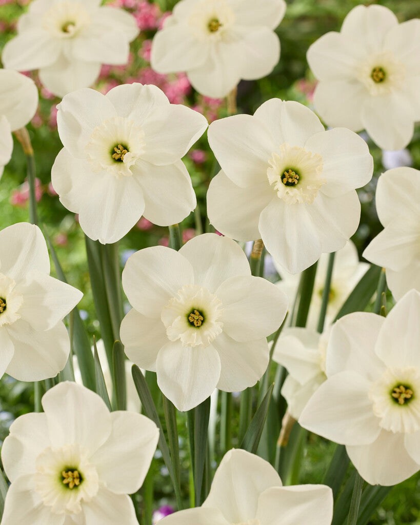 Nárcisz – Princess Zaida – 12/14