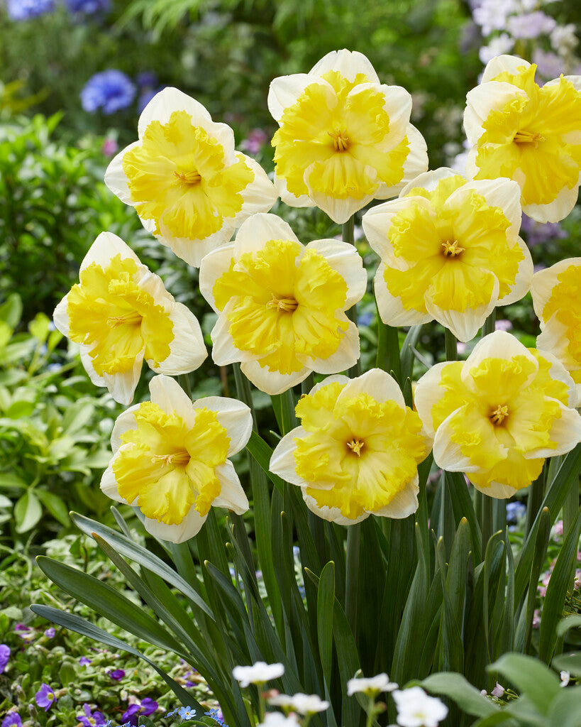 Nárcisz – Printal – 14/16