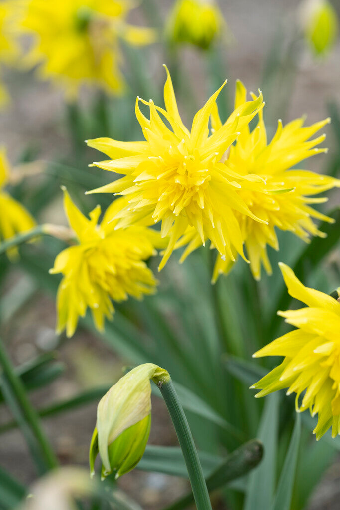 Nárcisz – Rip van Winkle – 12/14