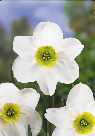 Daffodil - Sinopel - 12/14