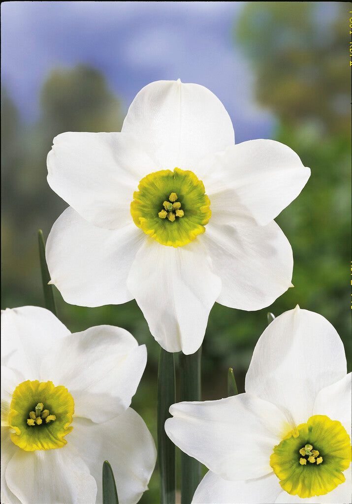 Daffodil - Sinopel - 12/14