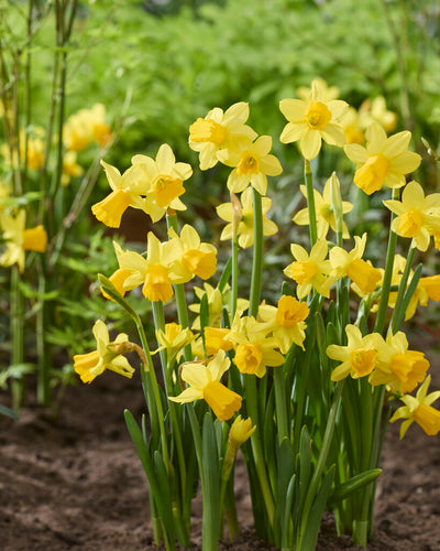 Daffodil - Tete a Tete - 12/14