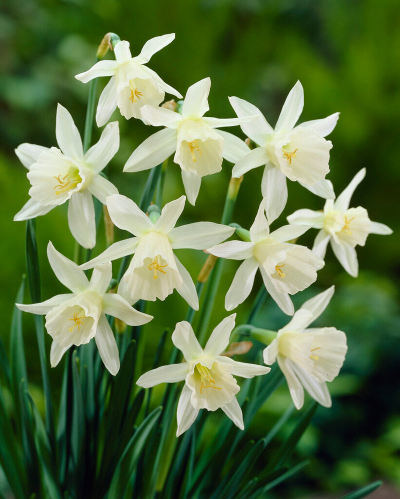 Nárcisz  – Thalia – 12/14