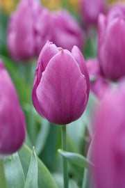 Tulipán Triumph – Purple Prince – 12/+