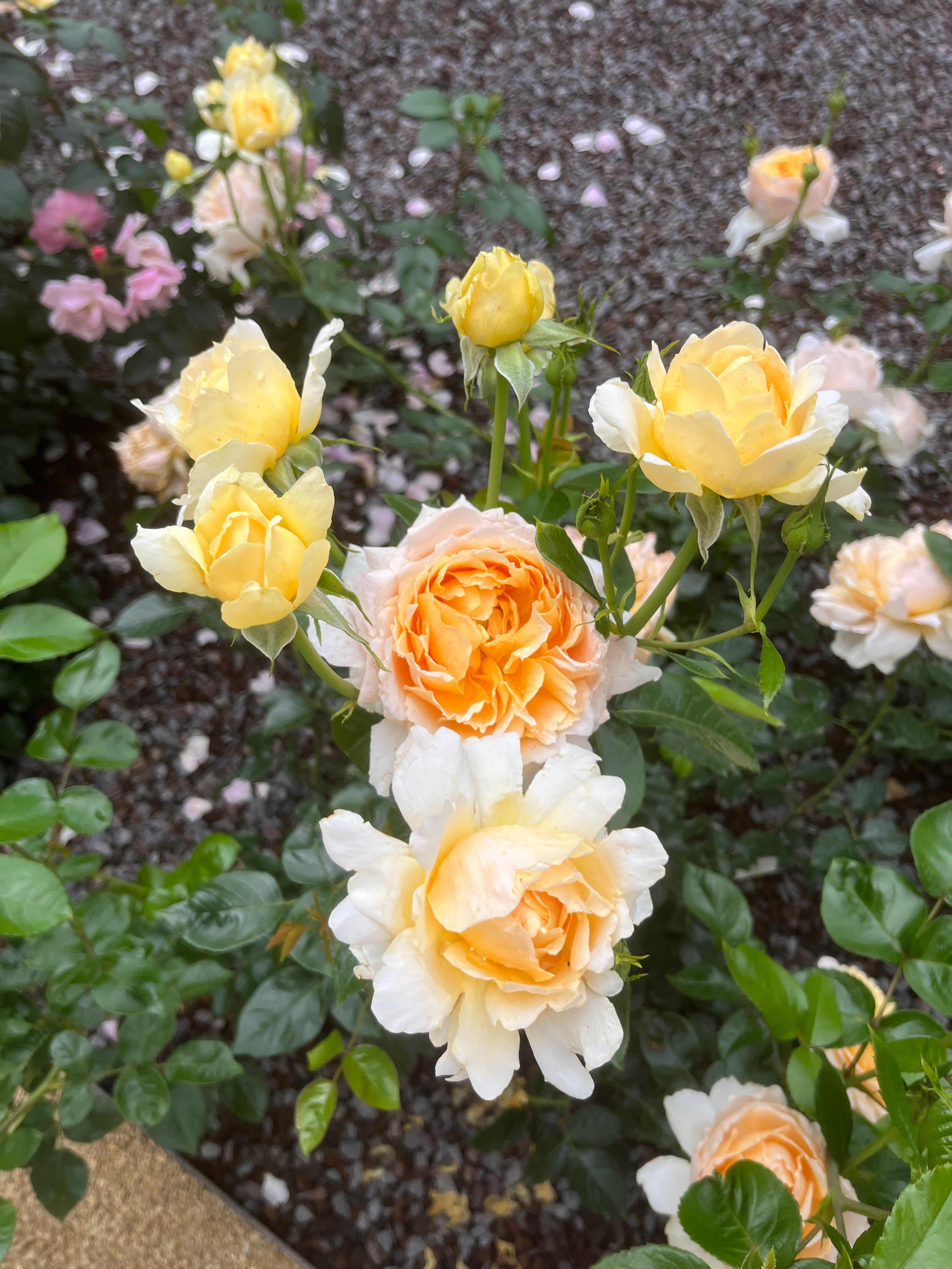 Floribunda Rózsa - Patrick Devedjian®
