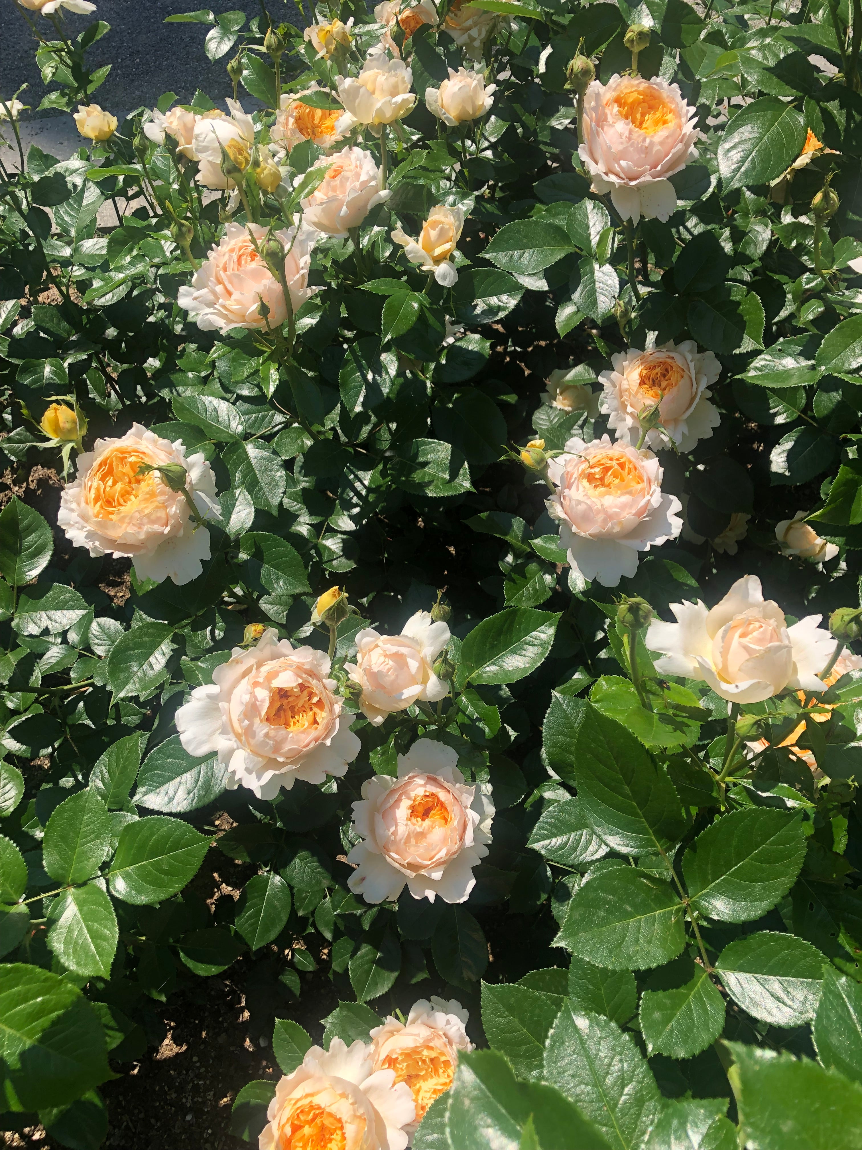 Floribunda Rózsa - Patrick Devedjian®