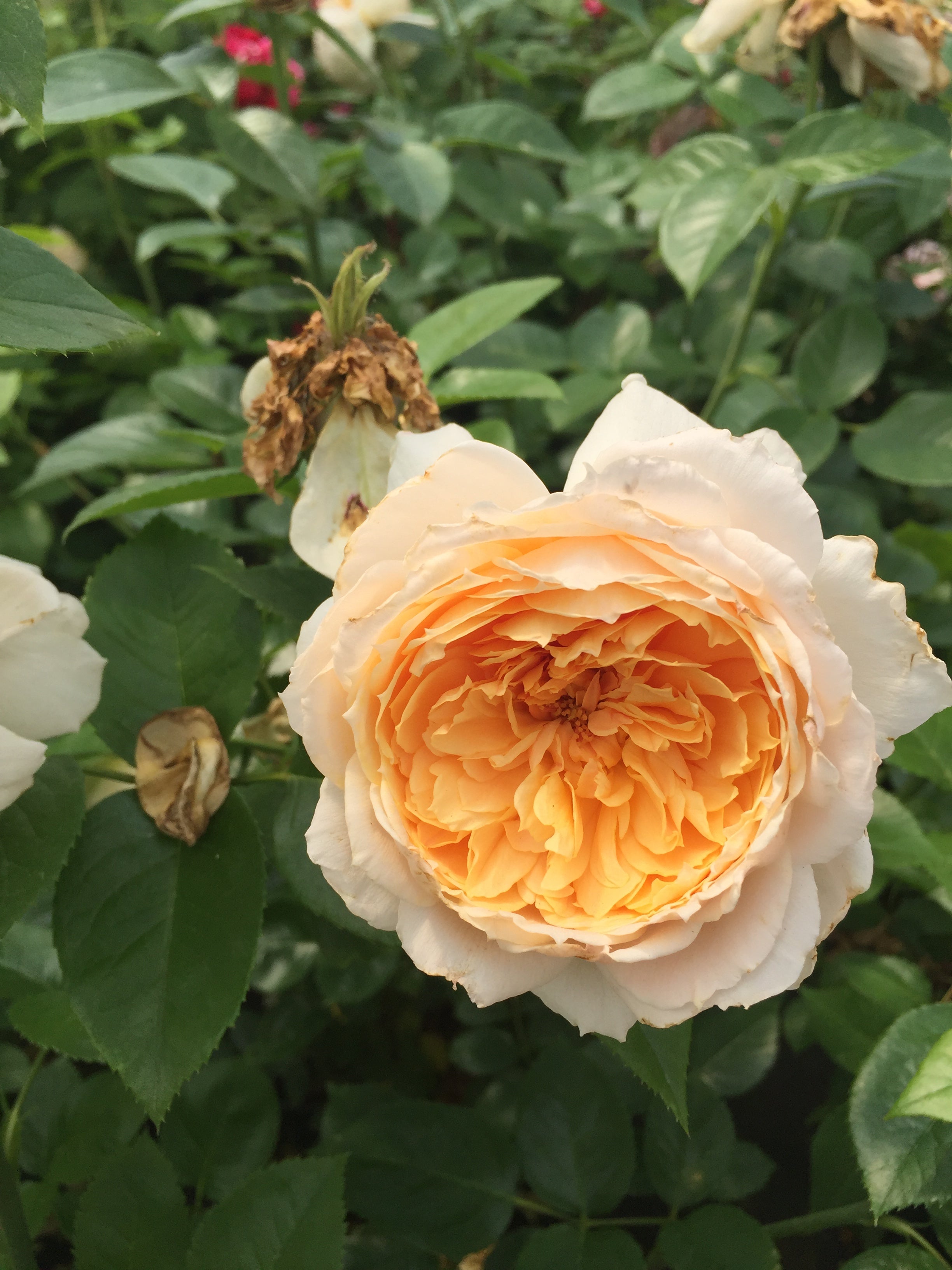 Floribunda Rózsa - Patrick Devedjian®