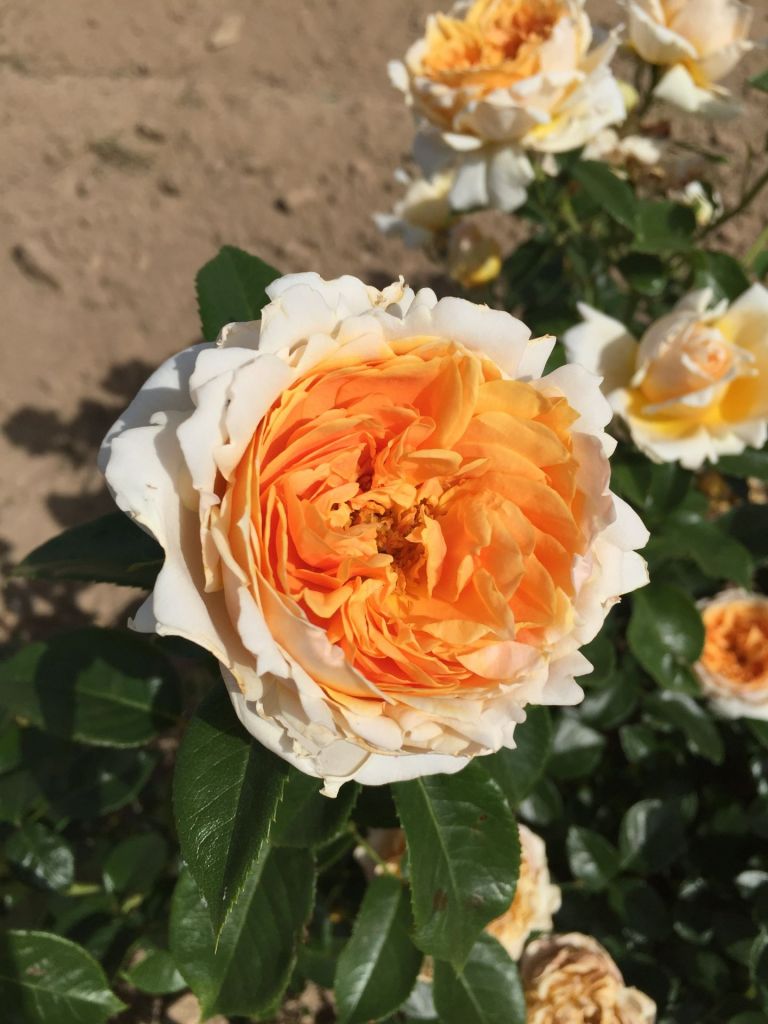 Floribunda Rózsa - Patrick Devedjian®