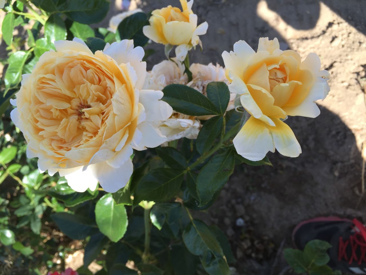 Floribunda Rózsa - Patrick Devedjian®