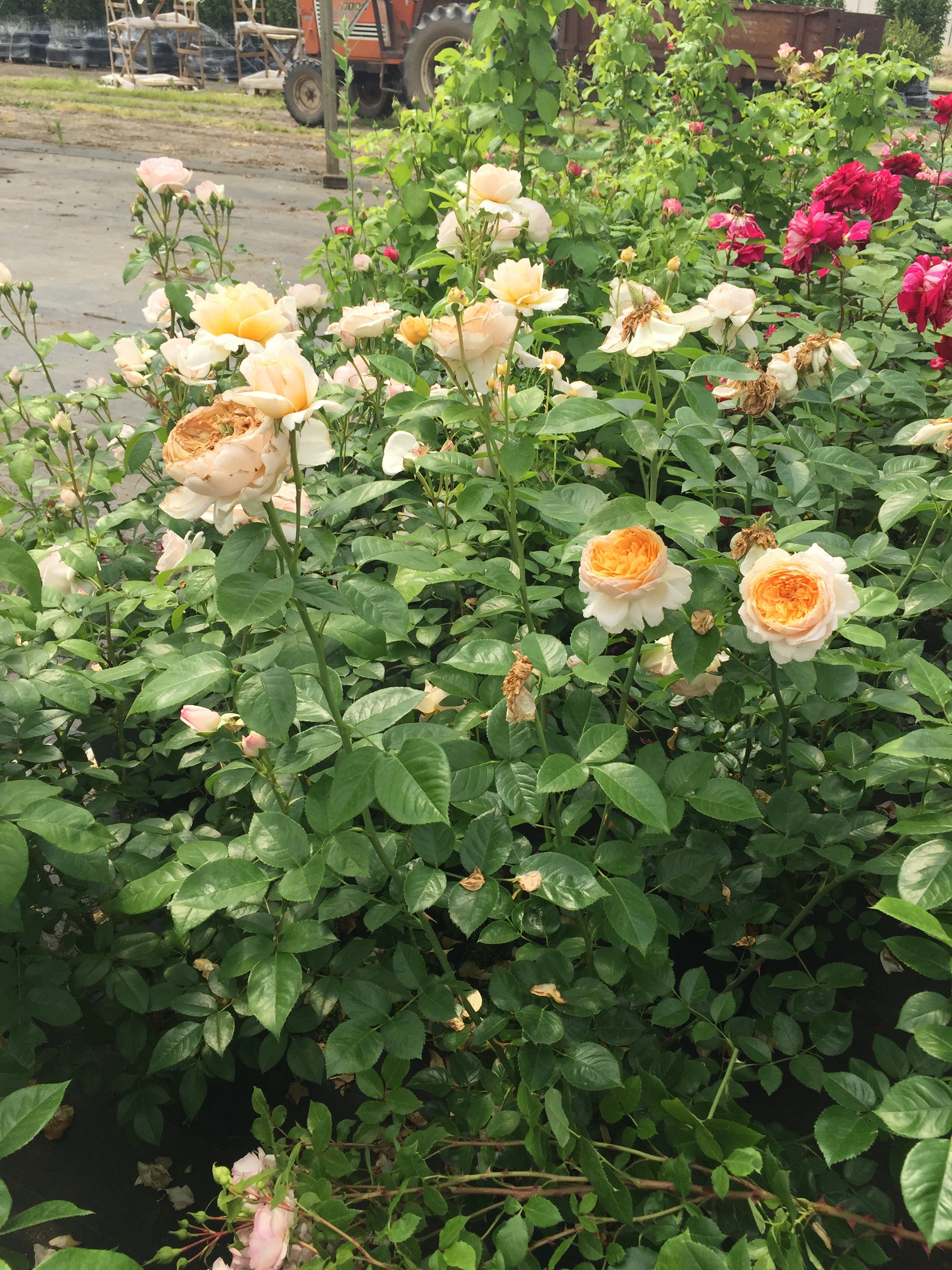 Floribunda Rózsa - Patrick Devedjian®