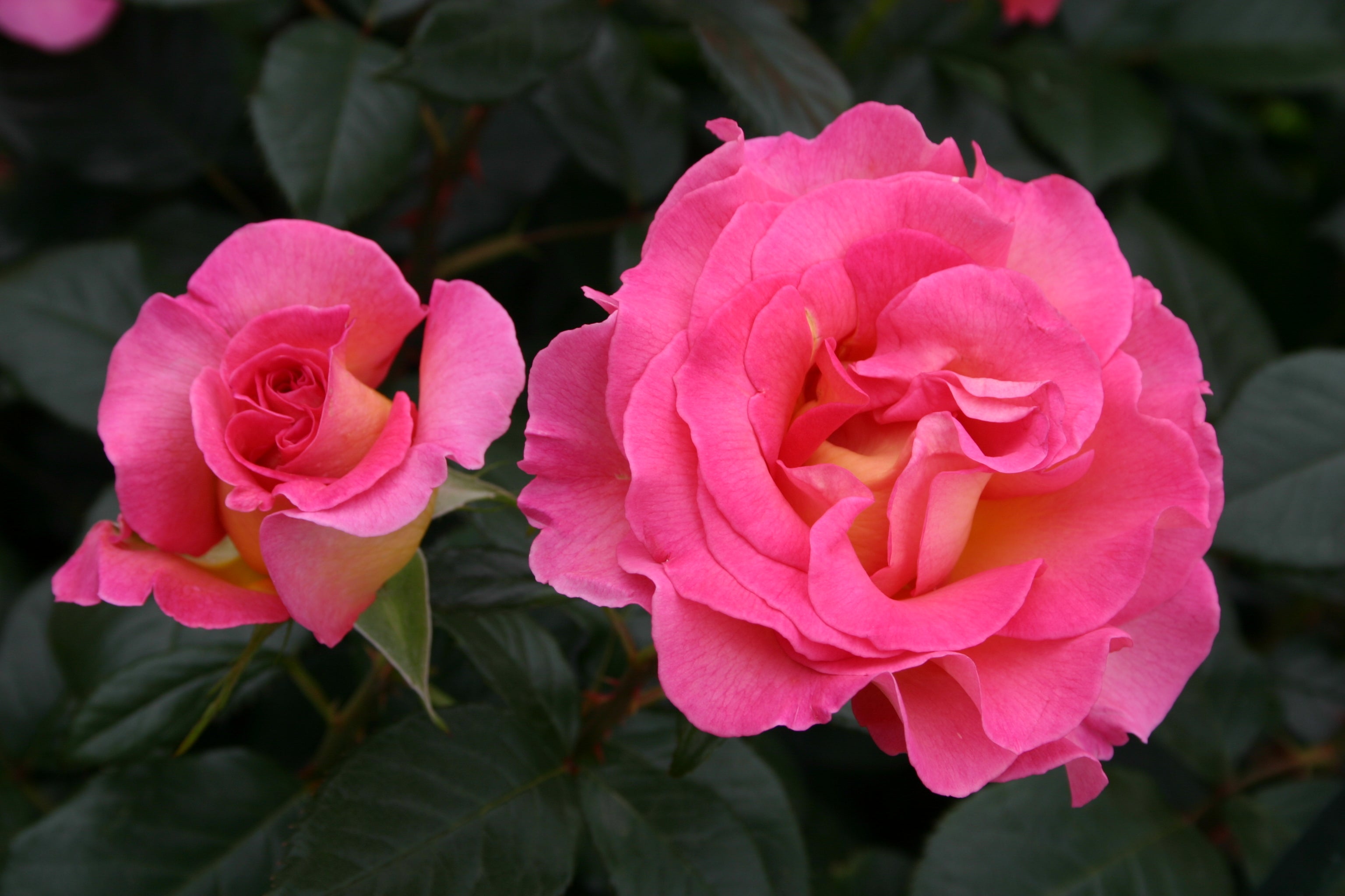 Teahibrid Rózsa - Pink Paradise®