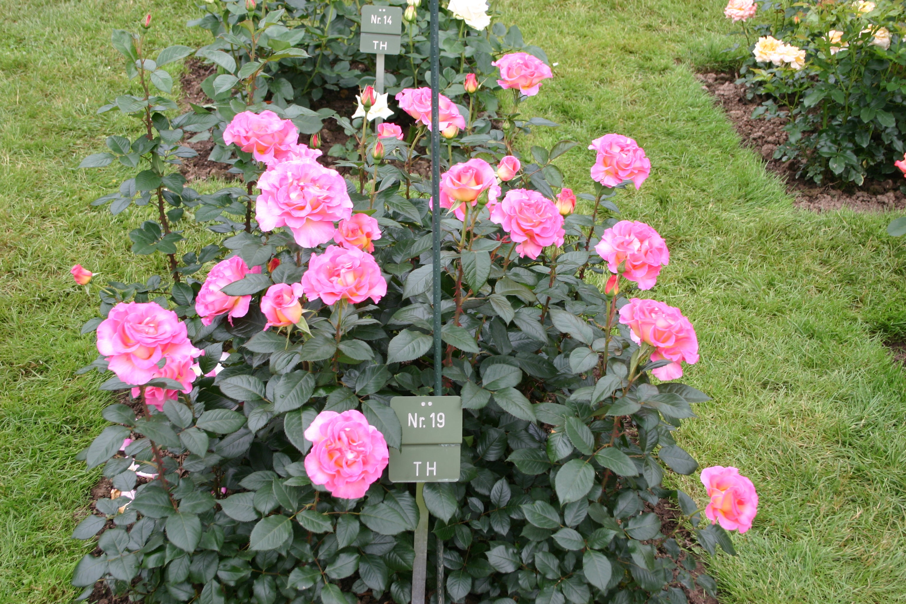 Teahibrid Rózsa - Pink Paradise®