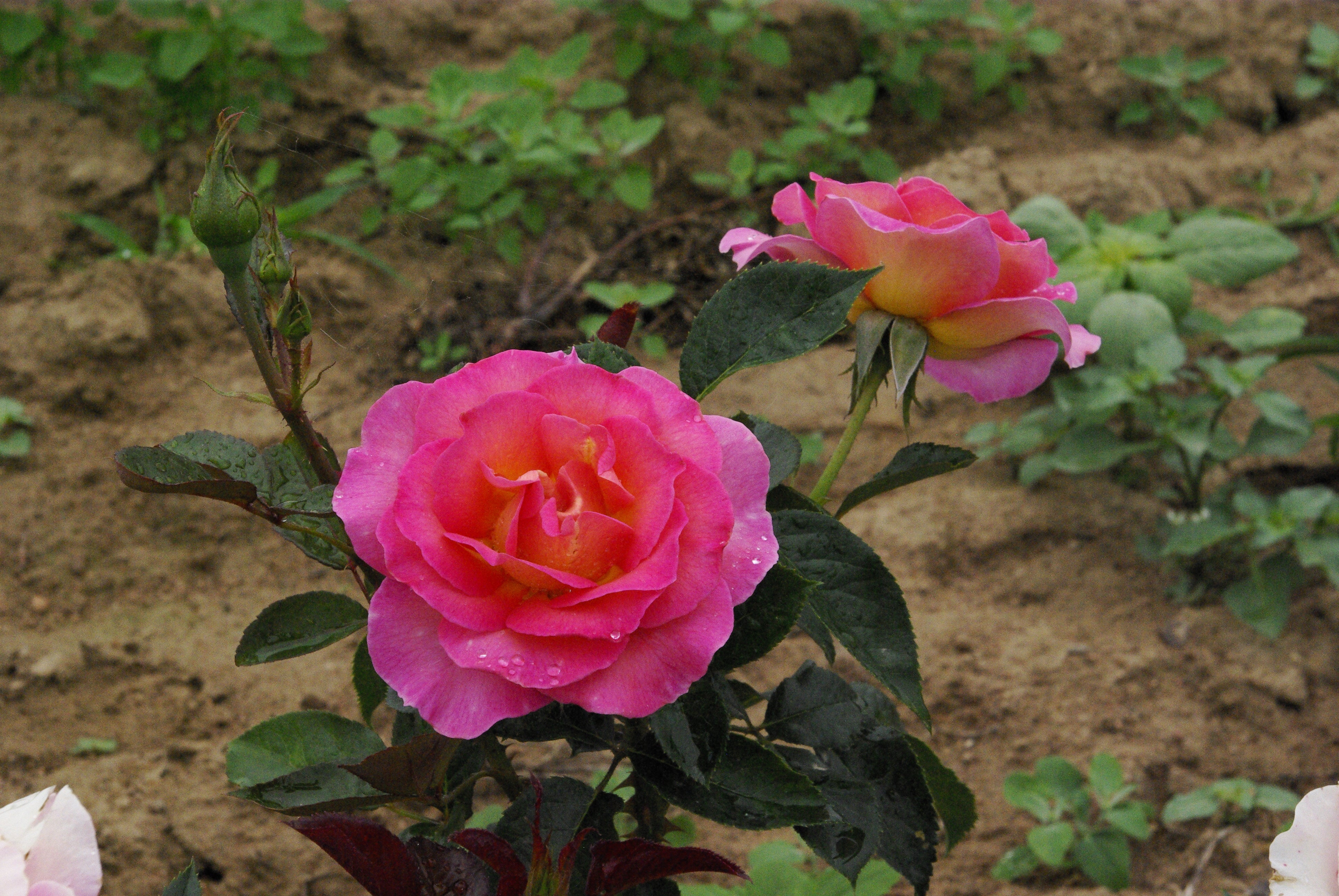 Teahibrid Rózsa - Pink Paradise®